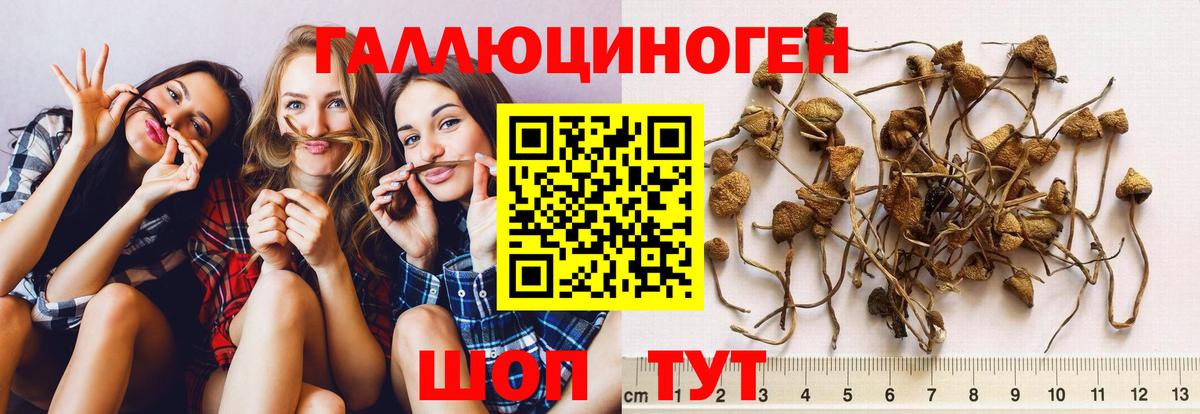 Псилоцибиновые грибы Psilocybe Ступино